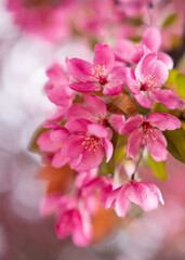 Soft Focus on Vibrant Pink Blossoms in Spring