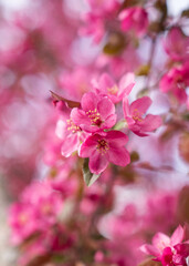Pink Flower Cluster in Bloom with Soft Background