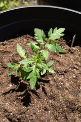 Tomato seedling planted in soil inside a large outdoor container.