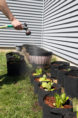 Gardener watering leafy greens in fabric grow bags with hose sprayer.