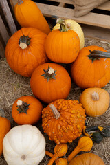 Variety of colorful pumpkins and gourds on straw at harvest time