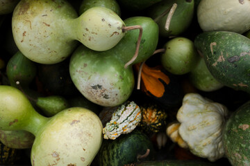 Close-up of mixed green and multicolored ornamental gourds