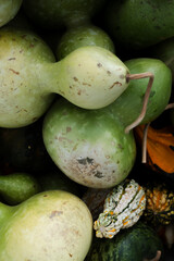 Close-up of green bottle gourds and small ornamental squash