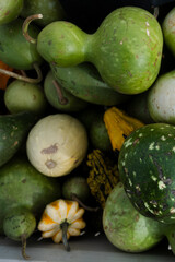 Various green and multicolored gourds in a rustic harvest pile
