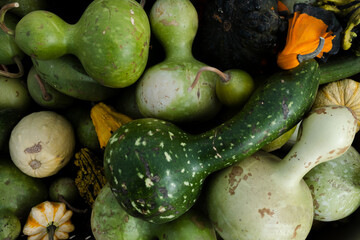 Assorted green and multicolored gourds piled closely together