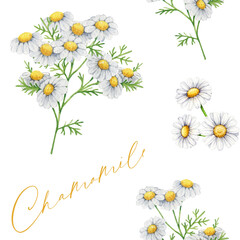 Chamomile herb seamless pattern watercolor illustration. Hand drawn matricaria plant with leaves and flowers. Chamomile medicinal healthy plant with flowers, leaves seamless pattern white background