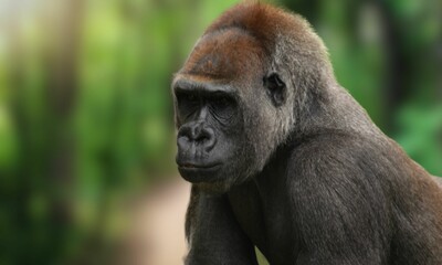 Critically Endangered Cross River Gorilla in Tropical Forest