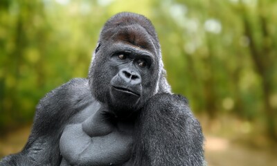 Critically Endangered Cross River Gorilla in Tropical Forest