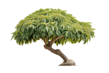 PNG Lush green umbrella tree with curved trunk on black background