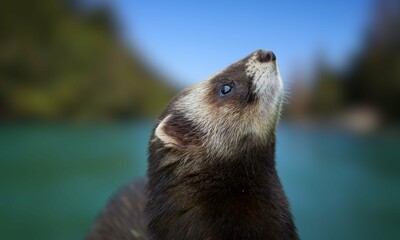 European Polecat in Natural Habitat