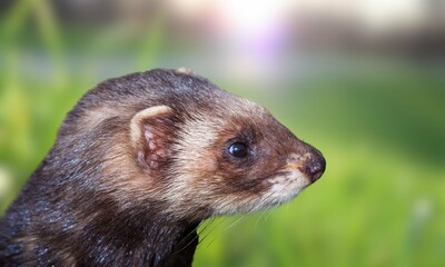 European Polecat in Natural Habitat
