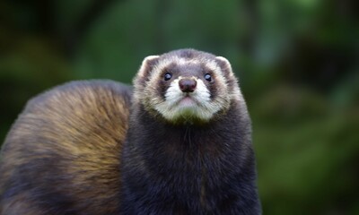 European Polecat in Natural Habitat
