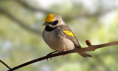 Golden-Winged Warbler Perched on Branch