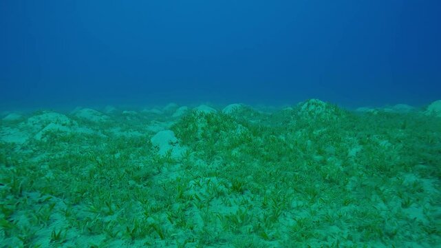 Seagrass meadow on sandy hills covered with Smooth ribbon seagrass, Cymodocea rotundata on turquoise water background, Slow motion, Forward movement above hilly sand seabed with sea grass