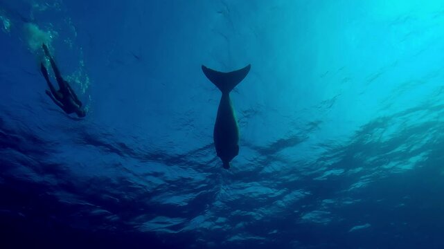 Bottom-up view of Sea Cow swimming up in turquoise water to surface, snorkeler swims and looks at it in the background in backlit, Slow motion of Sea Cow, Dugong dugon