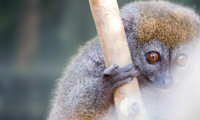 Critically Endangered Greater Bamboo Lemur in Madagascar Forest © KEERIWALAGAMAGE