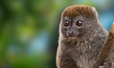 Critically Endangered Greater Bamboo Lemur in Madagascar Forest