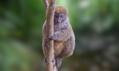 Critically Endangered Greater Bamboo Lemur in Madagascar Forest