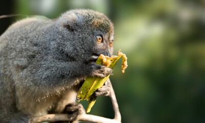 Critically Endangered Greater Bamboo Lemur in Madagascar Forest