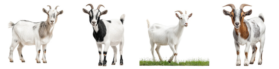 Herd Goats Standing Field