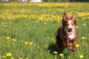 Brown and white dog is running through a field of yellow flowers