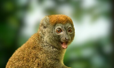 Critically Endangered Greater Bamboo Lemur in Madagascar Forest