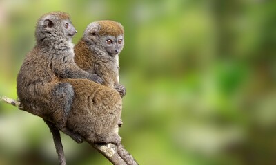Critically Endangered Greater Bamboo Lemur in Madagascar Forest