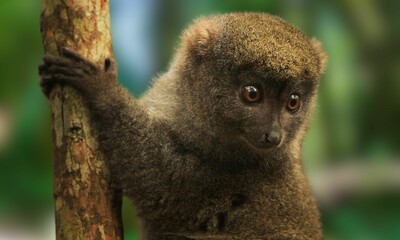 Critically Endangered Greater Bamboo Lemur in Madagascar Forest