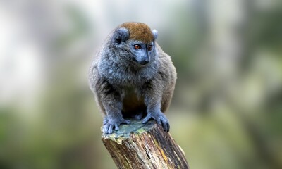 Critically Endangered Greater Bamboo Lemur in Madagascar Forest