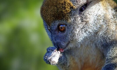 Critically Endangered Greater Bamboo Lemur in Madagascar Forest
