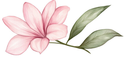 pink lily flower isolated on white background 