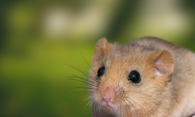 Endangered Hazel Dormouse in Natural Habitat