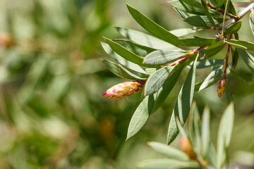 A leaf with a bud on it