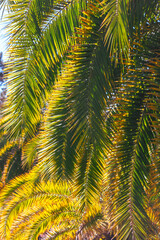 A palm tree with green leaves and yellow leaves