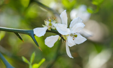 A white flower with green leaves