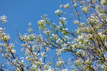 A tree with white flowers is in full bloom
