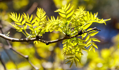 A tree branch with leaves is shown in the sunlight