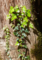 A tree with ivy growing on it