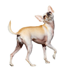 A small dog with a white and tan coat is standing on a white background