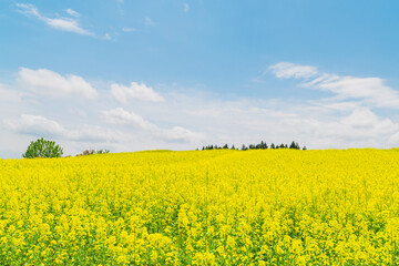 Obraz premium 菜の花畑と青空 