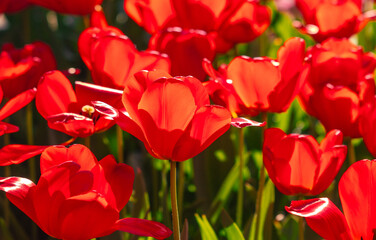 A bunch of red flowers are in a field