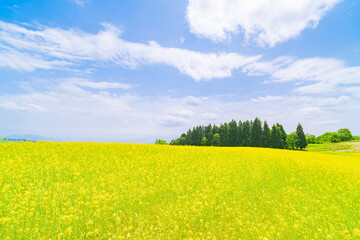 Obraz premium 菜の花畑と青空 
