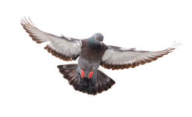 A pigeon is flying in the air with its wings spread out