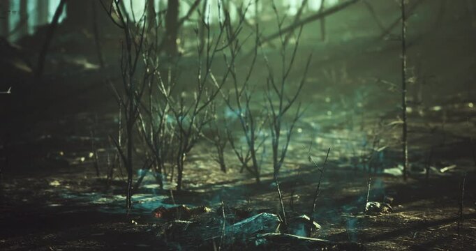 A mystical forest is illuminated by a hazy light, revealing sparse vegetation and a hint of ethereal glow on the forest floor. Shadows stretch and dance amid the quiet ambiance of twilight.