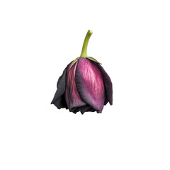 Single Withered Dark Purple Rose on Black Background