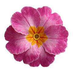 Isolated pink flower with a yellow center view isolated on transparent background.png white background