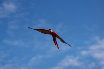 scarlet macaw parrot free flying bird in the sky. © Sanit