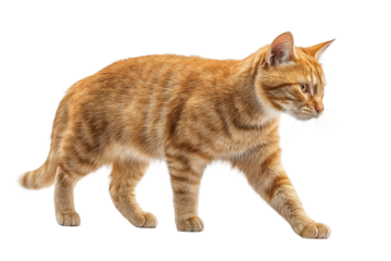 PNG Orange tabby cat walking gracefully on white background