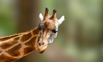 Close-Up of a Nubian Giraffe