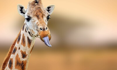 Close-Up of a Nubian Giraffe
